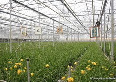 De aquarellen van Conny Oomen tentoongesteld.